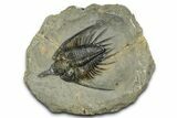 Spiny Psychopyge Trilobite - Short Snout Variant #381561-3
